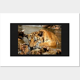 Bengal Tiger Cub Playing Posters and Art